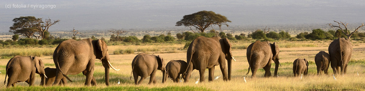 Kenia-Bild Kenia-Bild